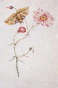 Willam Bartram Savannah Pink or Sabatia Imperial Moth France oil painting reproduction